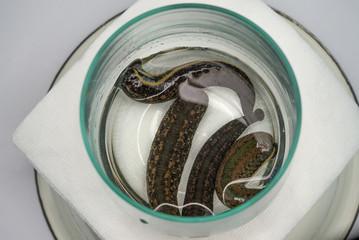 Buy 4 Medical Leeches in Japan