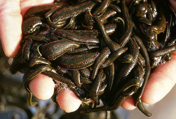 200 Leeches Hirudo Medicinalis