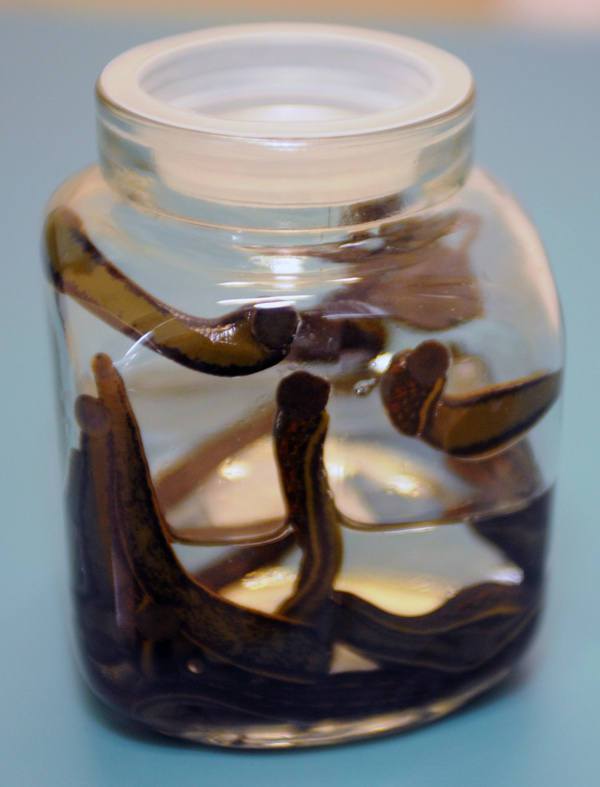Buy 8 Leeches in Norway