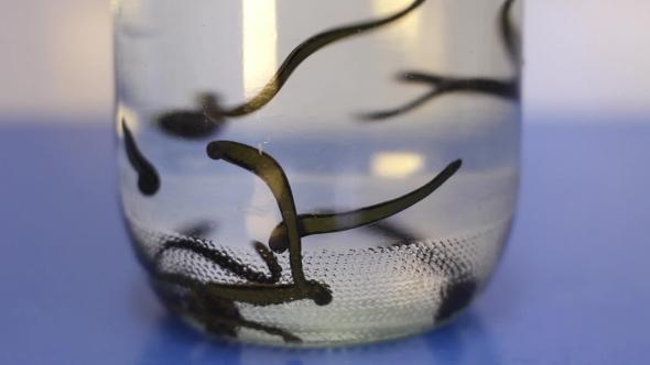 Hirudo Verbena Leeches 14