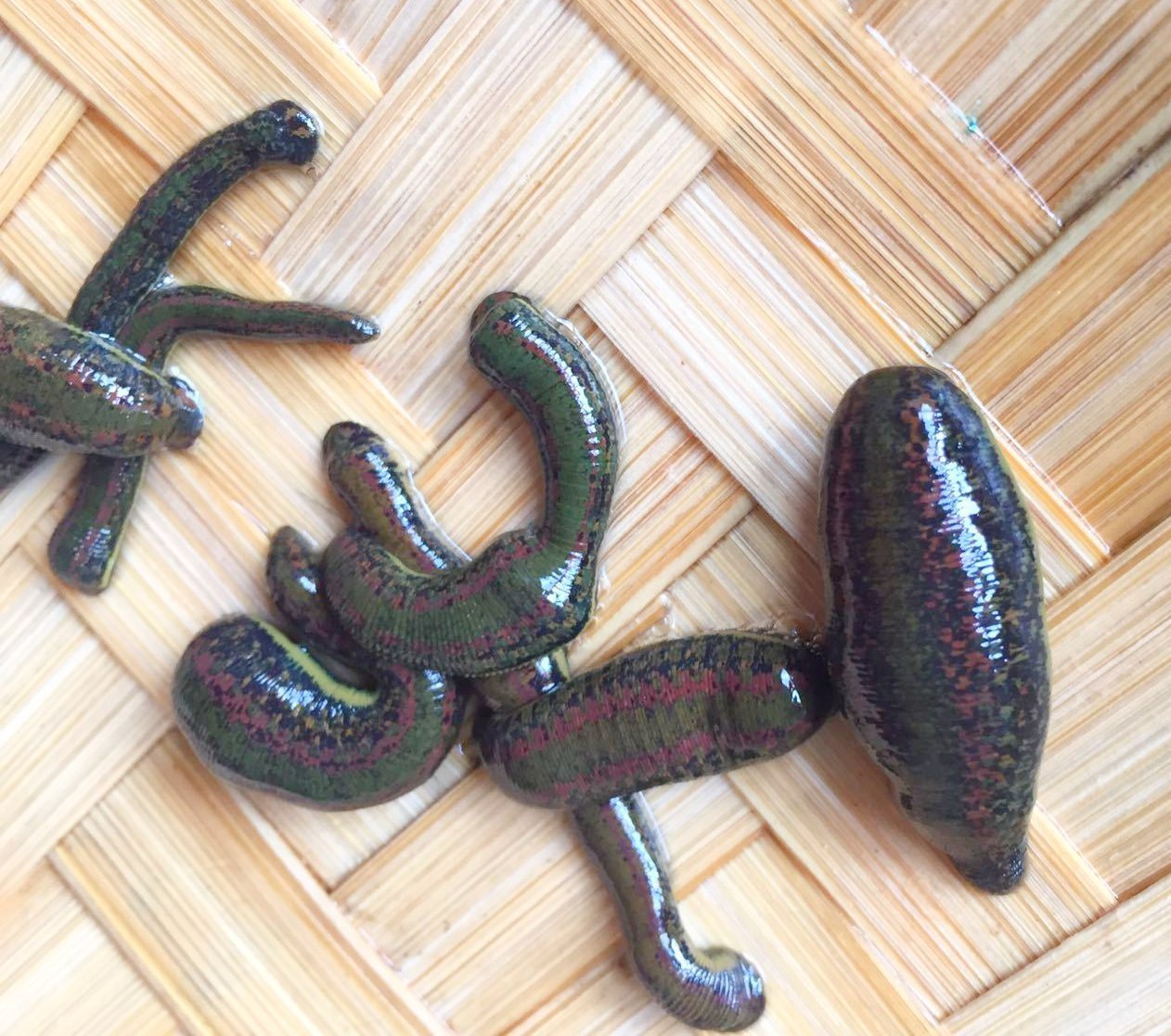 Order 8 Leeches for Canada