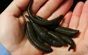 Buy 6 Leeches in Great Britain