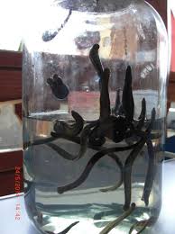 Buy 143 Medical Leeches in Scotland