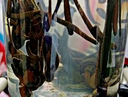 Hirudo Leeches (60)