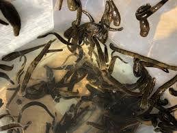 200 UK Leeches Hirudo Verbana