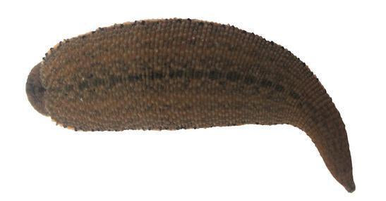 Asian Buffalo Leeches