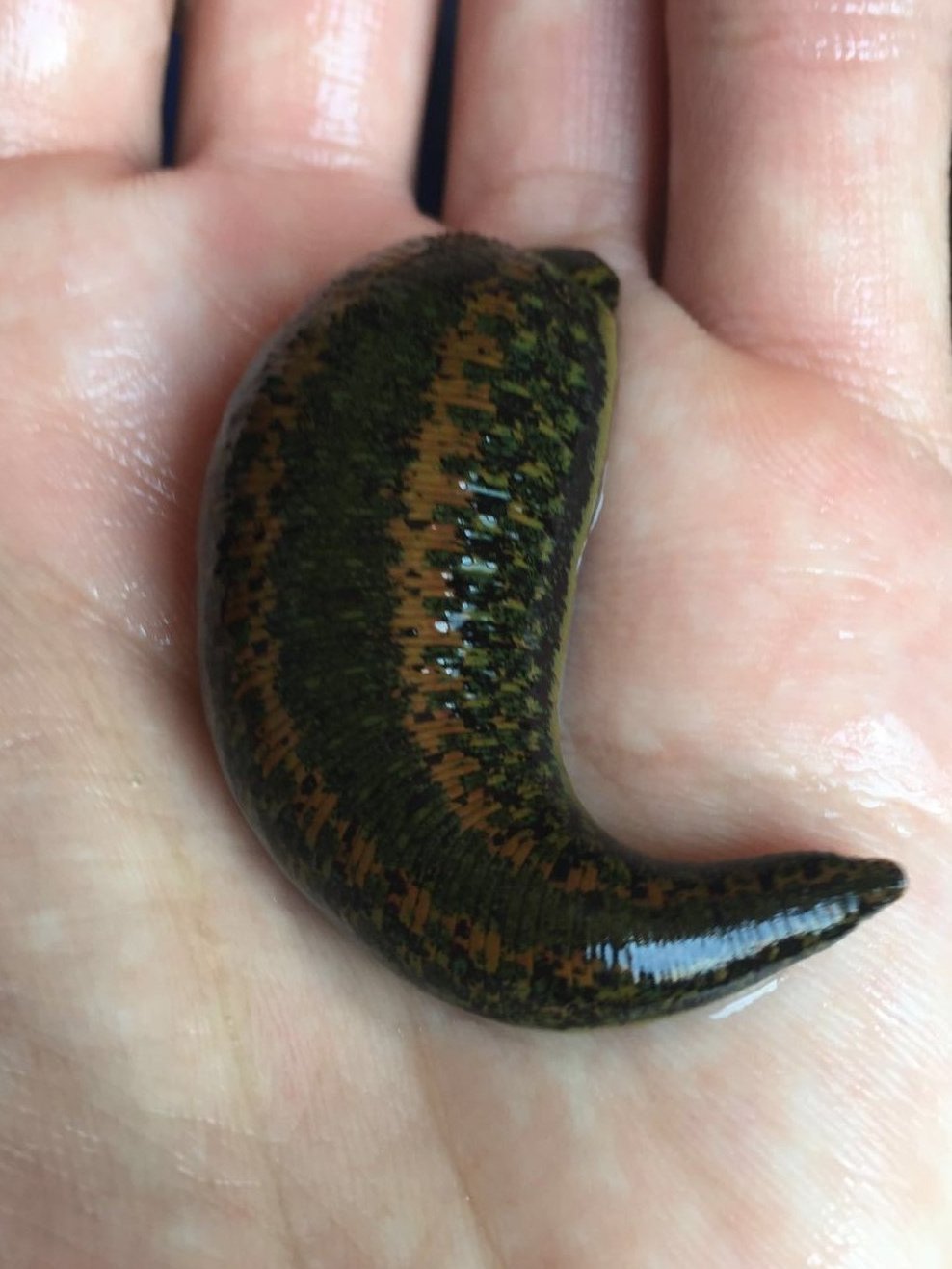 Jumbo Medicinal Leech