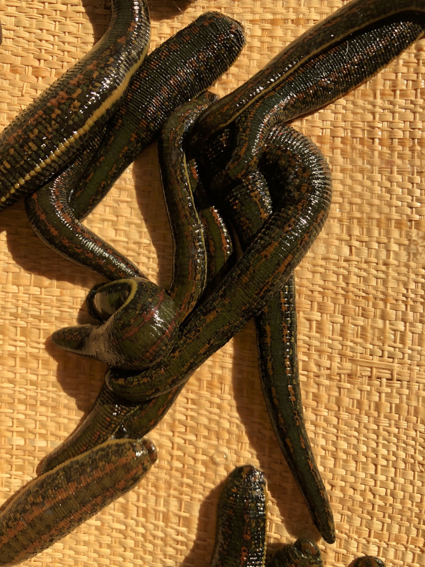 9 Leeches Hirudo Verbana