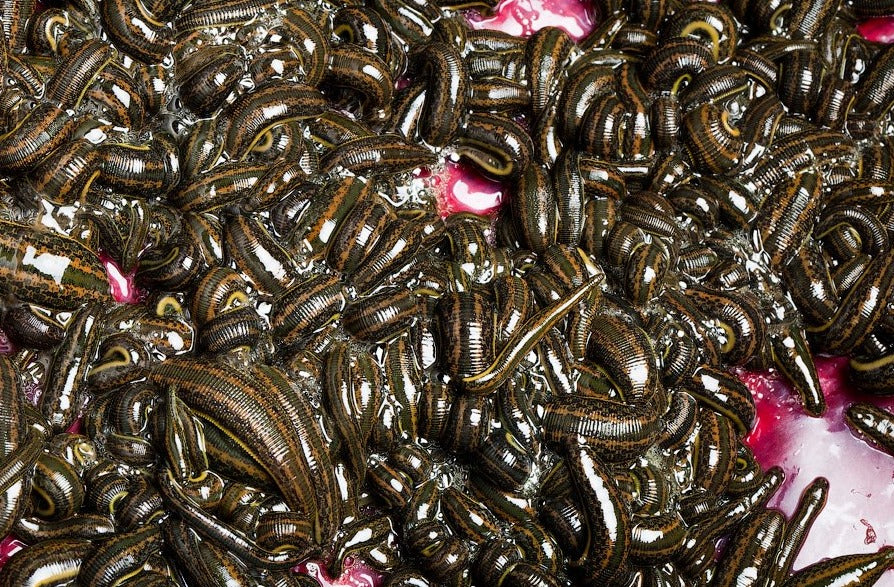 Sale of Leeches 100 in USA