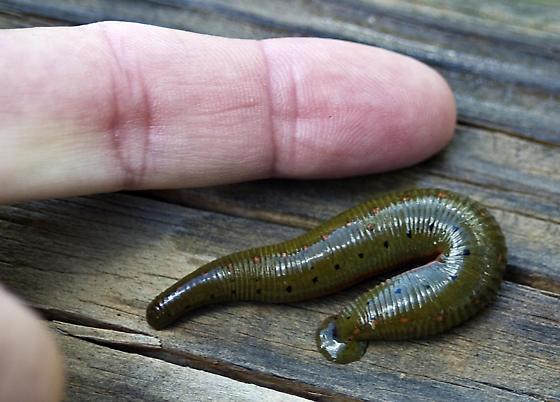 North Americanb Leech - Macrobdella Decora