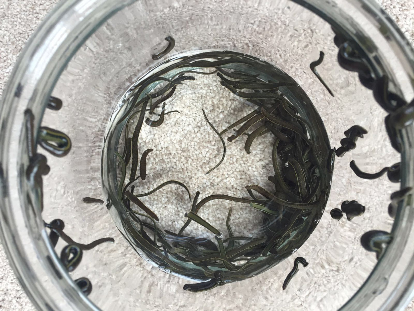 Order 50 Live Leeches