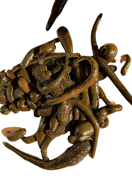 75 Medicinal Leeches