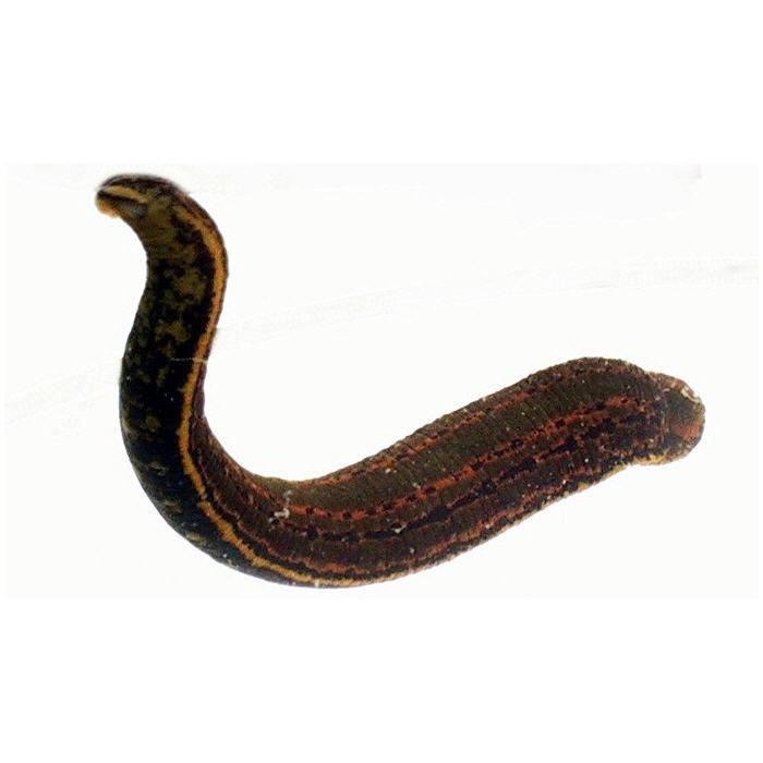 Lipitori Mici