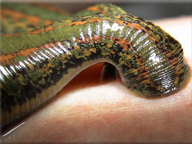 300 Leeches from EU Bio Farm