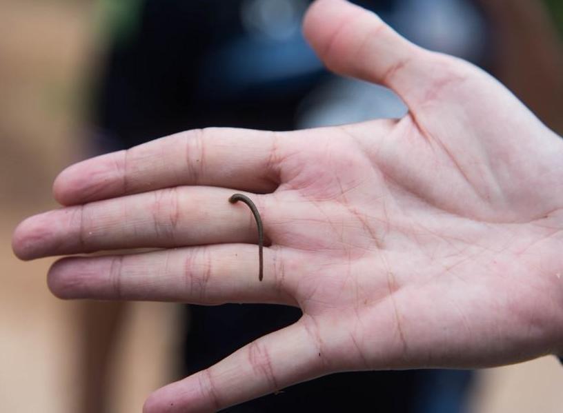 Hirudo Verbana Leech - Small