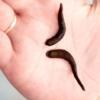 2 Small Leeches