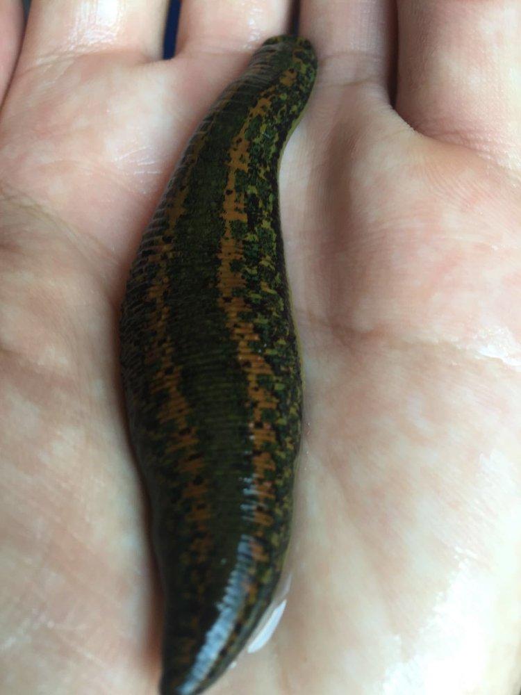 Giant Leech Canada