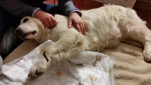 Tratamente pe Animale: Terapie cu Lipitori