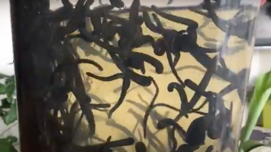 Hirudo Leeches Swiming in Leech Bucket