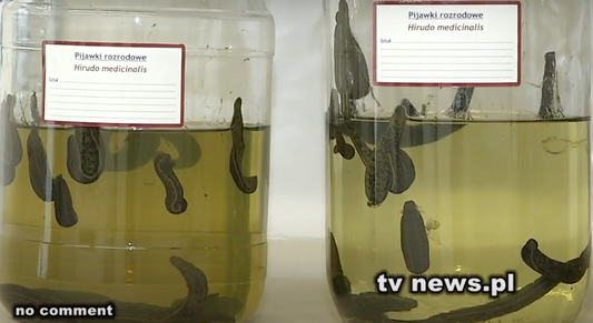 Polish Company Produces Leeches For Export