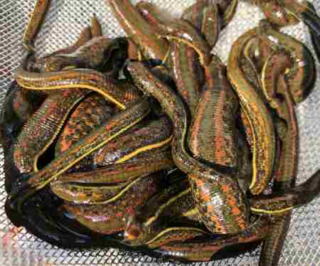 200 Medicinal Leeches