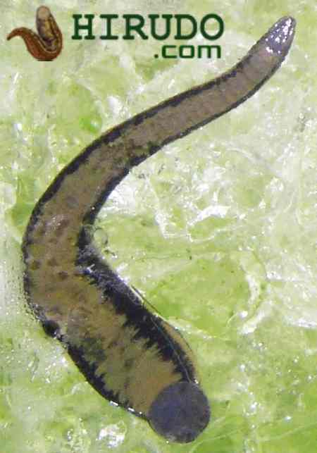 Bloodsucking Leech