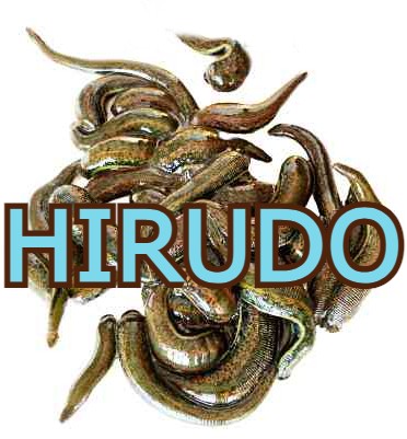 Hirudo