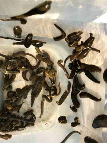 130 Hirudo Orientalis Leeches