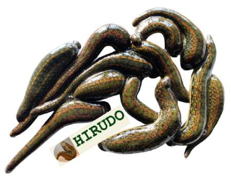 Bloodsucking Leeches 13