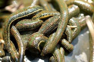 Wholesale leeches