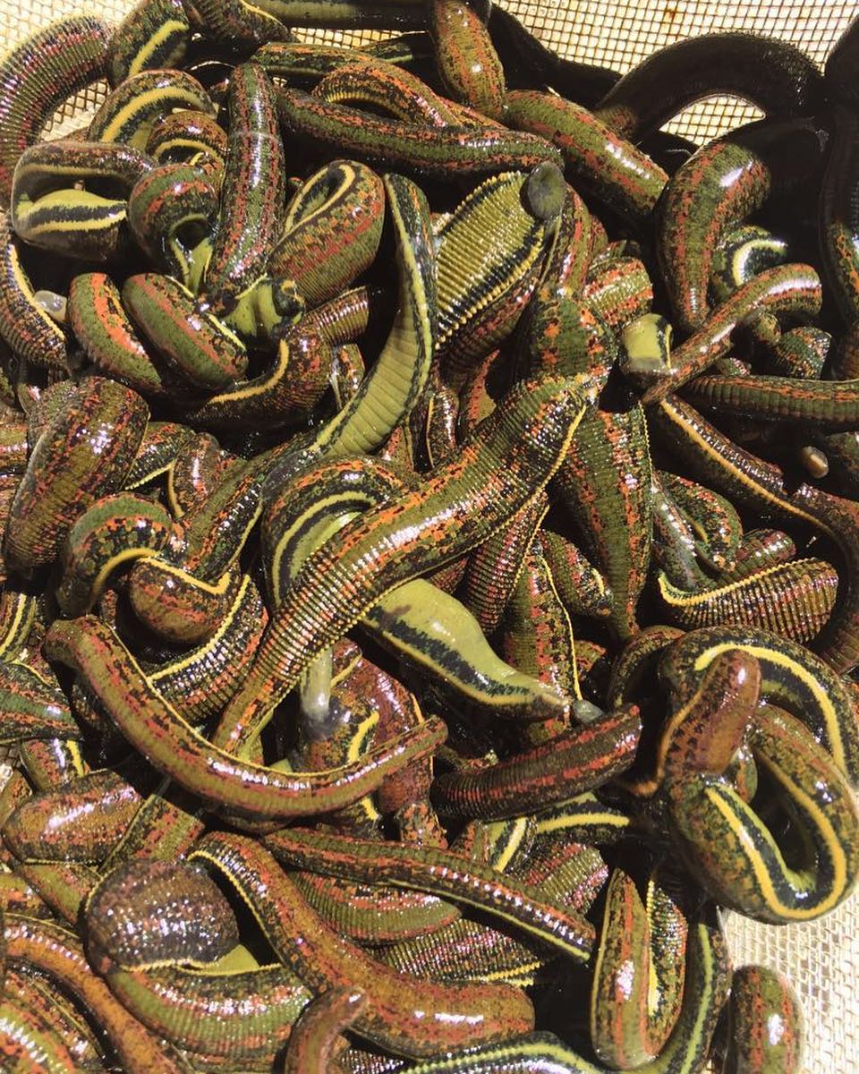 120 Medicinal Leeches