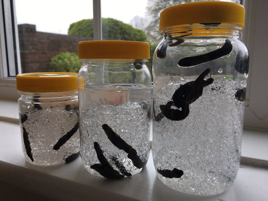 Hirudo Leeches 14