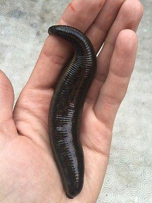 Giant Hirudo Leech