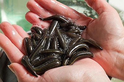 50 Medicinal Leeches - Large Size