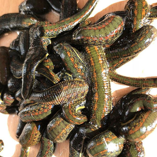 140 Large Leeches - Washington' VIP Special