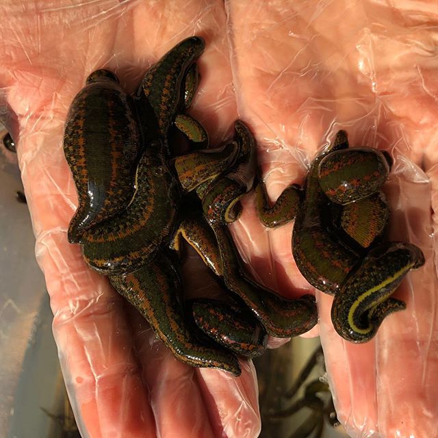 13 Mixed Hirudo Medicinalis Leeches For Sale