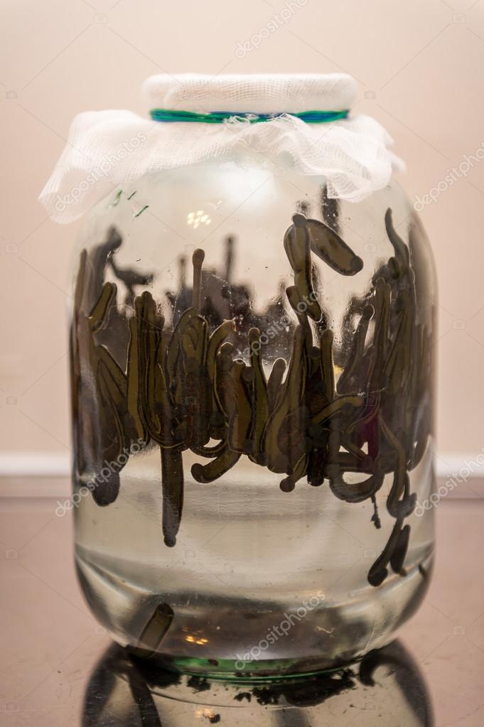 150 Large Hirudo Medicinalis Leeches