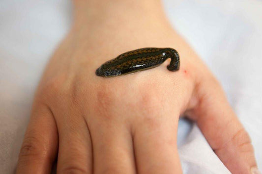 Medicinal Leech "Hirudo Medicinalis"