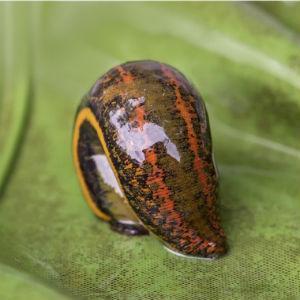 Hungarian Leech Europe