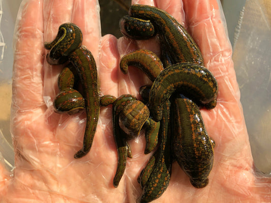15 Hirudo Verbana Leeches Mixed Sizes
