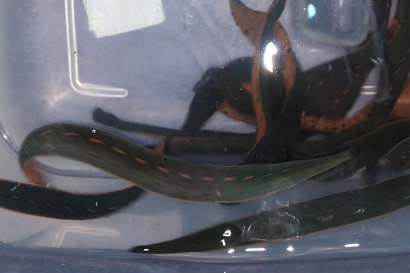 5 North American Leeches