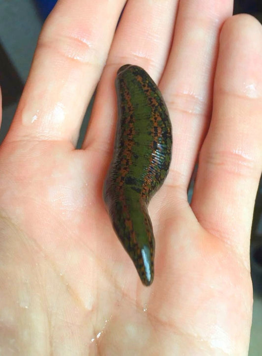 Medicinal Leech Hirudo Verbana United Kingdom