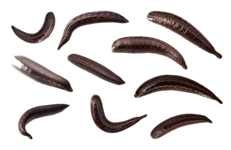 10 Large Live Leeches Hirudo Medicinalis