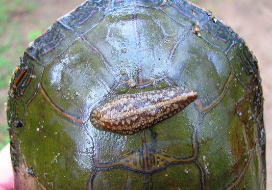 Turtle Leech