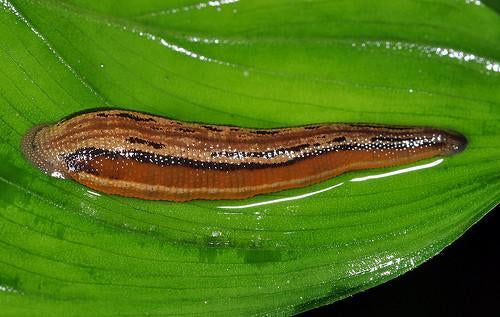 Asian Tiger Leech