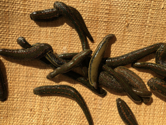 18 Leeches Hirudo Medicinalis Medium Size