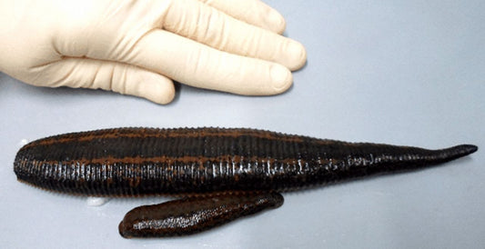 Giant Leech of Australia