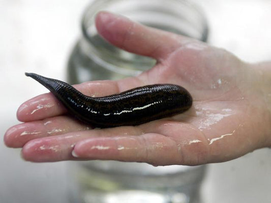 Pregnant Hirudo Leech