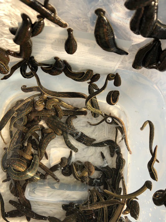 Buy 65 Leeches in Canada