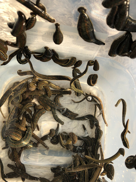 65 Hirudo Verbana Small Leeches
